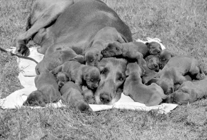 Great Dane mother looks exhausted as her 16 puppies all sleep close to her head Great Dane mother looks exhausted as her 16 puppies all sleep close to her head