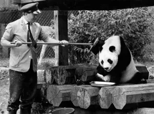Great preparations were in progress at the London Zoo to get the animals Great preparations were in progress at the London Zoo to get the animals