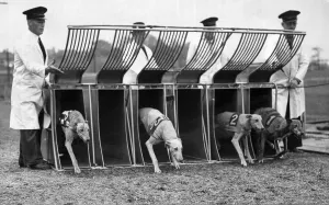 Greyhound Halfpenny Whistle left starting from the trap whilst in training at Birmingham Greyhound Halfpenny Whistle left starting from the trap whilst in training at Birmingham