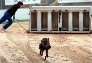 Greyhound Wilma in comeback trial at poole dog track after running in a race at poole Greyhound Wilma in comeback trial at poole dog track after running in a race at poole