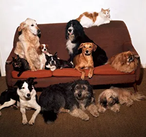 A group of cats and dogs sitting on a settee August 1973 A group of cats and dogs sitting on a settee August 1973