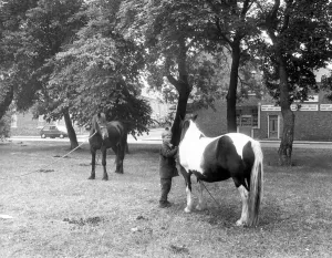 Gypsy horses on Newcastle's Nuns Moor in June 1989 Gypsy horses on Newcastle's Nuns Moor in June 1989