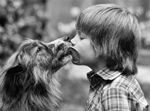 Hair of the dog. Andrew and Nell share a friendly lick. March 1981 P006180 Hair of the dog. Andrew and Nell share a friendly lick. March 1981 P006180