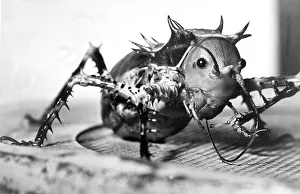 A two and a half inch long spiny grasshopper in January 1992 A two and a half inch long spiny grasshopper in January 1992