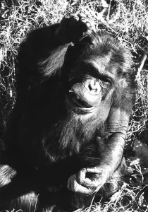Ham the Chimpanzee December 1980 Space Race / Astronaut Ham the Chimpanzee December 1980 Space Race / Astronaut