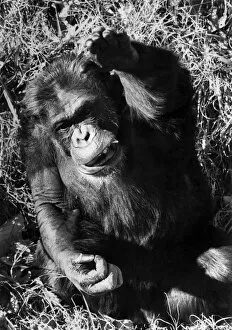 Images Dated 11th December 1980: Ham, the chimpanzee who became a space race pioneer, has blasted off into retirement