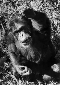 Ham, the chimpanzee who became a space race pioneer, has blasted off into retirement Ham, the chimpanzee who became a space race pioneer, has blasted off into retirement
