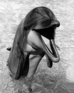 Happy looking dolphin shows off his teeth as he pops his head out of the water Happy looking dolphin shows off his teeth as he pops his head out of the water