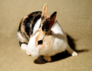 Harlequin Rabbit February 1989 A©Mirrorpix Harlequin Rabbit February 1989 A©Mirrorpix