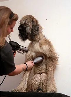 Harry the Afghan Hound getting a shampoo February 1999 Harry the Afghan Hound getting a shampoo February 1999