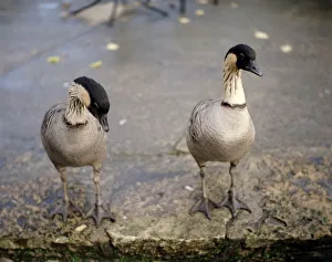 Hawaiian geese at Severn Wildfow Trust in Slimbridge Glocuestershire October 1980 Hawaiian geese at Severn Wildfow Trust in Slimbridge Glocuestershire October 1980