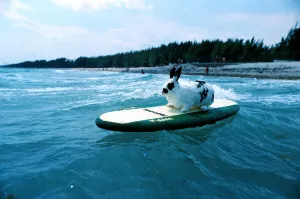 Hazel the surfing rabbit. Picture taken 1st June 1981 Hazel the surfing rabbit. Picture taken 1st June 1981