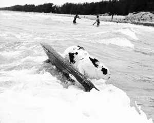 Hazel the Swimming And Surfing Rabbit She has just caught a wave Hazel the Swimming And Surfing Rabbit She has just caught a wave