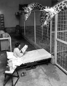 Head zoo-keeper Miss Irene Carley keeps an overnight watch on expectant mother Sorbo Head zoo-keeper Miss Irene Carley keeps an overnight watch on expectant mother Sorbo