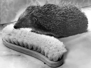 This hedgehog is looking for company and has mistaken this scrubbing brush as a friend This hedgehog is looking for company and has mistaken this scrubbing brush as a friend