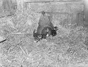 Hen owned by Mrs Sarah Corton of Wombwell, Yorks mothers 4 kittens born to Tibby Hen owned by Mrs Sarah Corton of Wombwell, Yorks mothers 4 kittens born to Tibby