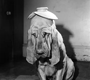 Henry the Bloodhound felt somewhat sorry for himself when this photo was taken Henry the Bloodhound felt somewhat sorry for himself when this photo was taken