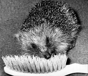 Henry must be a shortsighted hedge hog. Because, ever since Denise Gillie found Baby Henry must be a shortsighted hedge hog. Because, ever since Denise Gillie found Baby