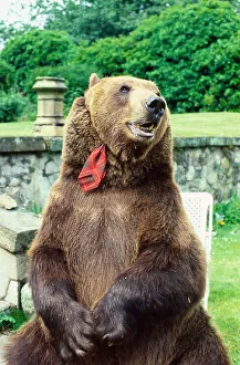 Hercules the bear July 1985 owned by Andy Robin and Maggie Robin O/S C/T Andy Robin Hercules the bear July 1985 owned by Andy Robin and Maggie Robin O/S C/T Andy Robin