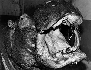 Hercules the hippo, who may have to be destroyed unless £ Hercules the hippo, who may have to be destroyed unless £