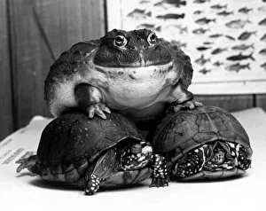 Hermin the South African bullfrog aboard tortoises Sam and Samantha February 1985 Hermin the South African bullfrog aboard tortoises Sam and Samantha February 1985