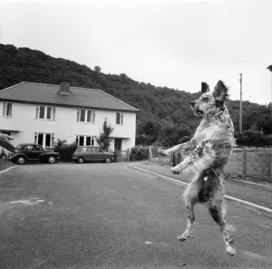High leaps for dog Tim. July 1970 70-6838-001 High leaps for dog Tim. July 1970 70-6838-001