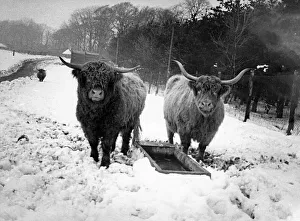 Some of the Highland Cattle in the snow at Lambton Pleasure Park in March 1979 Some of the Highland Cattle in the snow at Lambton Pleasure Park in March 1979