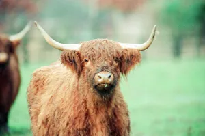 Highland Cattle at Stewart Park, Marton, Middlesbrough, England, 28th December 1993 Highland Cattle at Stewart Park, Marton, Middlesbrough, England, 28th December 1993