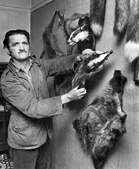 At home - Daniels and his badger skins. June 1973 P006182 At home - Daniels and his badger skins. June 1973 P006182