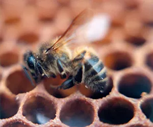 A honey bee returns to the hive covered in pollen in August 1995 A honey bee returns to the hive covered in pollen in August 1995