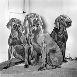 Silver grey best sale dog