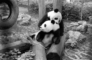 There is hope that at last the two giant Pandas at the London Zoo will be joining in a There is hope that at last the two giant Pandas at the London Zoo will be joining in a