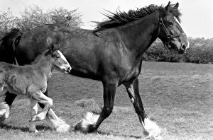 Images Dated 14th April 1977: Horse and Foal. April 1977 77-02104-003