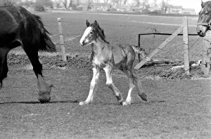 Images Dated 14th April 1977: Horse and Foal. April 1977 77-02104-007