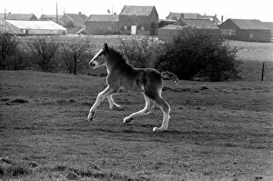 Images Dated 14th April 1977: Horse and Foal. April 1977 77-02104-010