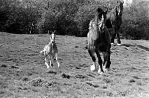 Images Dated 14th April 1977: Horse and Foal. April 1977 77-02104-011