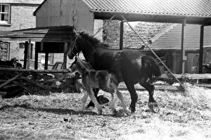Images Dated 14th April 1977: Horse and Foal. April 1977 77-02104