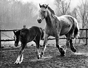 Horse and foal at the West Midland Equitation Centre, Cookley, Kidderminster Horse and foal at the West Midland Equitation Centre, Cookley, Kidderminster