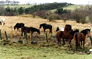 Horses ponies loose in field abandoned Newhouse Horses ponies loose in field abandoned Newhouse