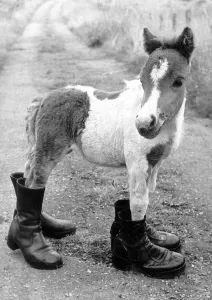 Horses Shetland Pony Ponies Britains smallest Shetland Pony Lucky Horses Shetland Pony Ponies Britains smallest Shetland Pony Lucky