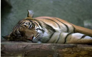 Too hot for tigers as the heatwave continues August 1999 the animals at Regents Too hot for tigers as the heatwave continues August 1999 the animals at Regents