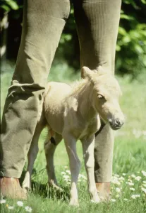 One hour old Falabella miniature horse Angelica born to Sandstorm at Kilverstone Wildlife One hour old Falabella miniature horse Angelica born to Sandstorm at Kilverstone Wildlife
