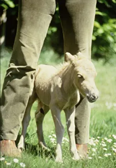 One hour old Falabella miniature horse Angelica born to Sandstorm at Kilverstone Wildlife One hour old Falabella miniature horse Angelica born to Sandstorm at Kilverstone Wildlife