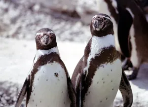 Two humboldt penguins at Blackpool Zoo June 1976 Two humboldt penguins at Blackpool Zoo June 1976
