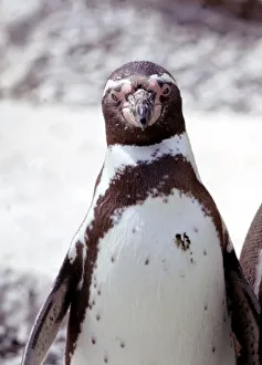 A humboldt penguins at Blackpool Zoo June 1976 A humboldt penguins at Blackpool Zoo June 1976