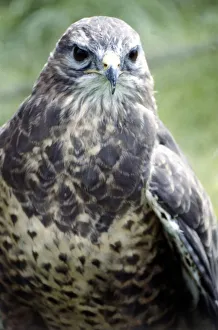 A hunting falcon at the Game Show at Broughton Hall in Yorkshire July 1979 A hunting falcon at the Game Show at Broughton Hall in Yorkshire July 1979