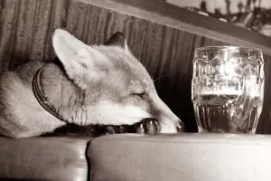 I think he has had one too many! This young fox looks weary as he drowns his I think he has had one too many! This young fox looks weary as he drowns his