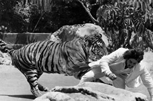 Images Dated 21st July 1977: I ve got a tiger on my tail: Clasped in the paws of a Bengal tiger