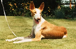 An Ibizan Hound dog lying down on the grass June 1987 An Ibizan Hound dog lying down on the grass June 1987