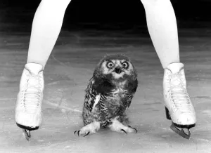 Ice star Jayne Torvill skated out with a new partner yesterday - the snowy owl Bolero Ice star Jayne Torvill skated out with a new partner yesterday - the snowy owl Bolero